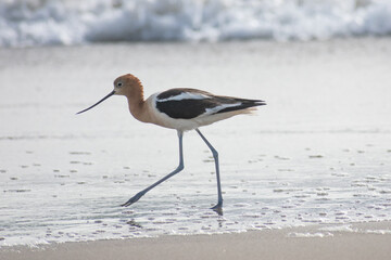 American Avocet Bird