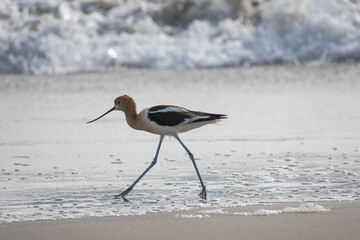 American Avocet Bird