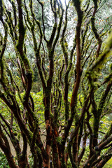 Tree Branches in a Japanese Garden, Portland, OR