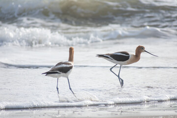 American Avocet Bird