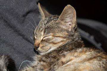 Naklejka na ściany i meble Grey cat having a nap near the owners seat.