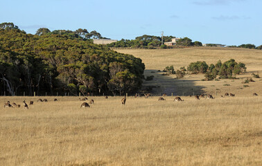 Fototapeta na wymiar Kangaroo mob - Victoria, Australia
