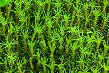 haircap moss, Flowering moss macro, Polytrichum Commune Hedw.