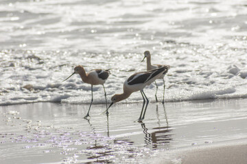 American Avocet Bird