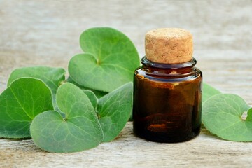 Bottle with tincture and  European haselwort leaves on a wooden background close up