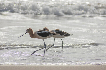 American Avocet