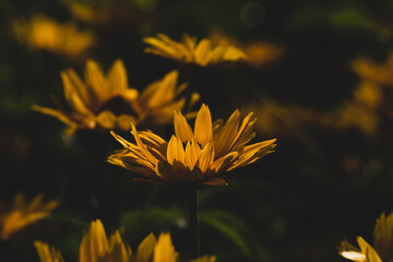 żółte kwiaty na ciemnym tle