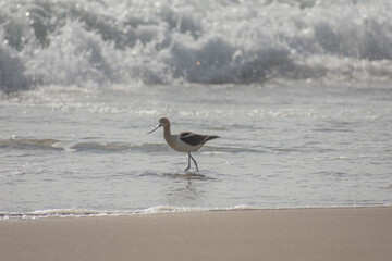 American Avocet