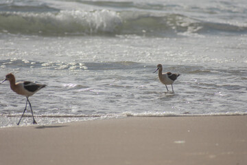 American Avocet