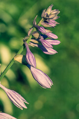 kwiaty polne i zioła rosnące w Europie © Henryk Niestrój