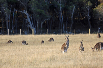 Kangaroo family - Victoria, Australia