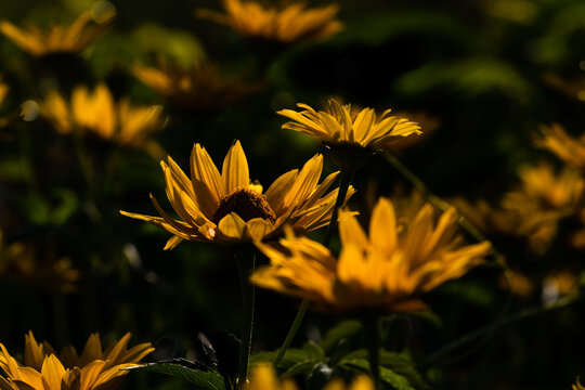 żółte kwiaty na ciemnym tle