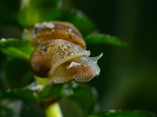 Juvenile pond snail, Junge Eiförmige Schlammschnecke (Radix balthica)