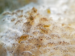Amphipod on dead fish, Flohkrebs auf totem Flussbarsch 