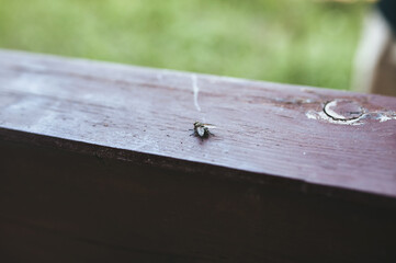 A small fly sits on a wooden support. Sleepy insect.