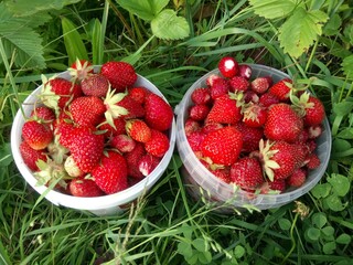 fresh ripe strawberries in buckets on the grass