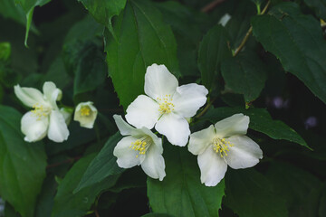 Blooming sweet mock orange or Philadelphus coronarius in spring garden