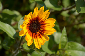 terrace helianthus red and yellow sunbelievable also called brown eyed girl in july sun