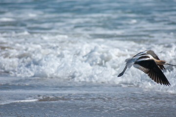 American Avocet