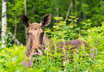 Elk stands in the forest in the tall grass .