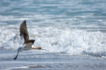 American Avocet