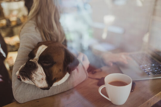 Boxer dog resting while female pet owner using laptop at cafe seen through window