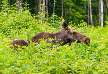 Elk is walking in the forest in the tall grass .