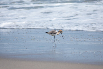 American Avocet