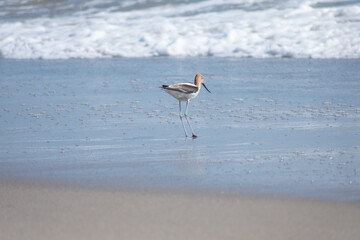 American Avocet