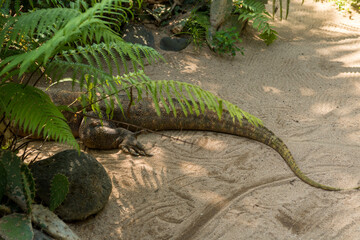 Large comodo dragon