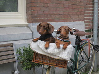two dachshunds in a basket on a bicycle