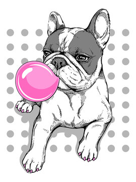 Cute cartoon french bulldog with bubble gum. Stylish image for printing on any surface