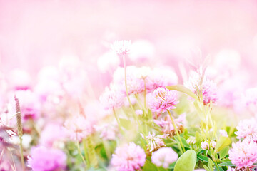 Toned image of summer blossoming clover on meadow, pink flower background, shiny floral card, shallow DOF
