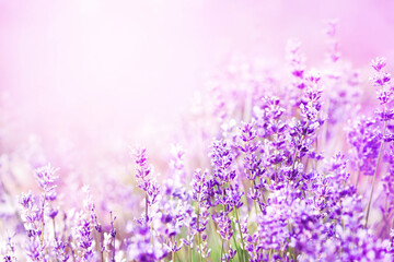 Fototapeta na wymiar Toned image of summer blossoming lavender, flower field background, pastel and soft floral card, selective focus, shallow DOF