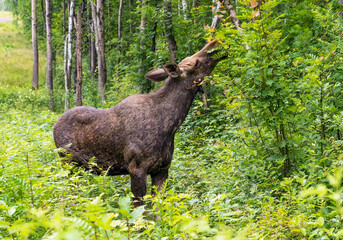 Elk in the forest eating young leaves on branches.