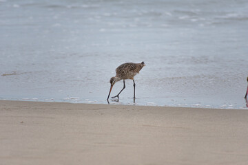 Long-billed Curlew