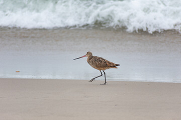 Long-billed Curlew