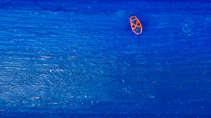 red male firebug on a blue background