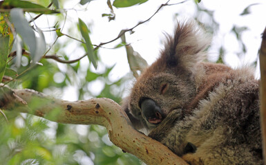 Sleeping Koala close up - Kennett River,  Victoria, Australia