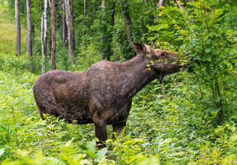 Elk in the forest eating young leaves on branches.
