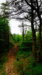 path in the forest