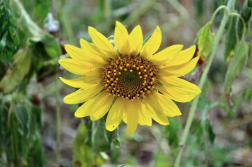 Small sunflower blooming in July