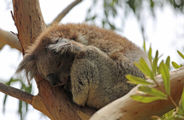 Cute Koala sleeping - Kennett River,  Victoria, Australia