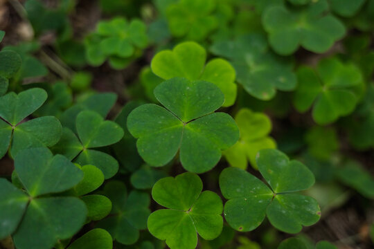 Oxalis violacea Bush in summer