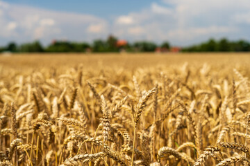Panorama of wheat field. Background of ripening ears of wheat field. Beautiful Nature Landscape. 