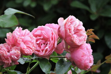 Róza Rosse