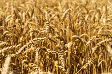 Wheat field