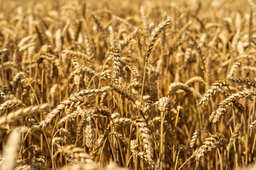 Wheat field
