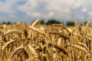 Wheat field