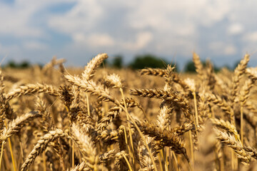Wheat field